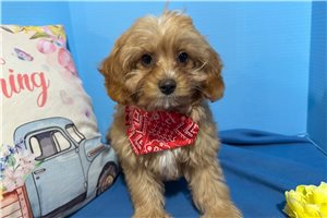Keegan - Cavapoo for sale