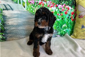Stout - puppy for sale