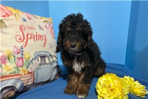 Krogan - Cavapoo for sale