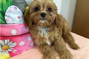 Keegan - Cavapoo for sale