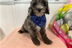 Keiton - Cavapoo for sale