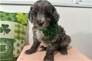 Keiton - puppy for sale