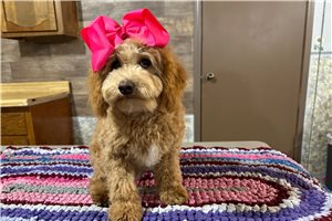 Sissy - Cavapoo for sale