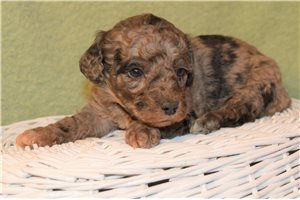 Braxton - Goldendoodle, Mini for sale