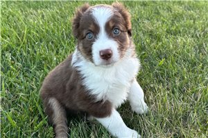 Snickers - Miniature Australian Shepherd for sale