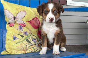 Shasta - Miniature Australian Shepherd for sale