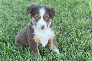 Shasta - Miniature Australian Shepherd for sale