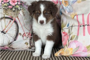 Snickers - Miniature Australian Shepherd for sale