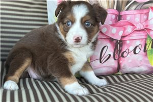 Shasta - Miniature Australian Shepherd for sale