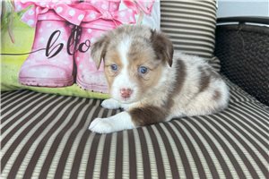 Sienna - puppy for sale