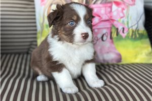 Snickers - Miniature Australian Shepherd for sale