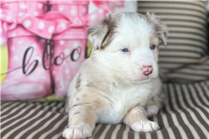 Sadie - Miniature Australian Shepherd for sale