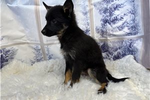 Caleb - puppy for sale