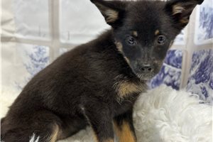 Cassie - Mixed/Other for sale
