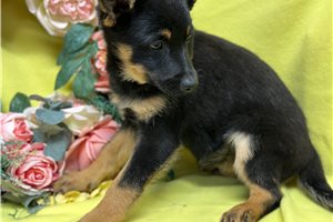Candace - puppy for sale