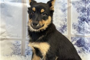 Cory - Mixed/Other for sale