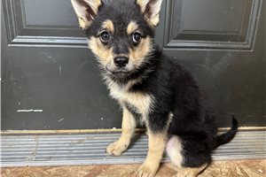 Carly - Mixed/Other for sale