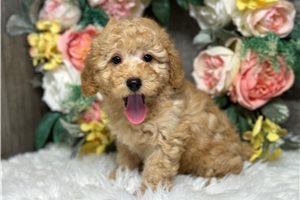 FeeFee - Poodle, Toy for sale