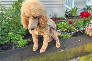 Grayson - Poodle, Miniature for sale