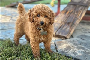 Milo - puppy for sale