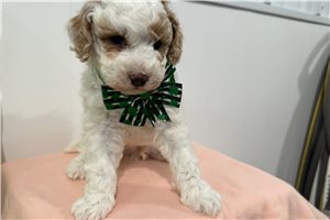 Logan - puppy for sale