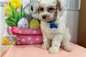 Bluie - Poodle, Miniature for sale