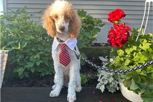 Logan - Poodle, Miniature for sale
