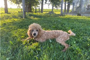 Grayson - Poodle, Miniature for sale