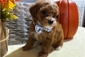 Lila - puppy for sale