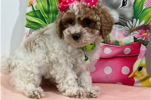 Lita - Miniature Poodle for sale