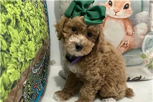 Lolly - Poodle, Miniature for sale