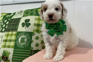 Bluie - puppy for sale