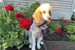 Logan - puppy for sale