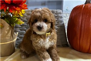 Anya - puppy for sale