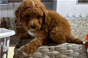 Scout - Miniature Poodle for sale