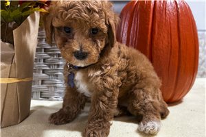 Scout - Miniature Poodle for sale