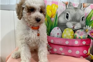 Logan - Poodle, Miniature for sale