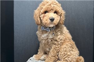 Grayson - Poodle, Miniature for sale