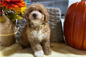 Anya - Miniature Poodle for sale