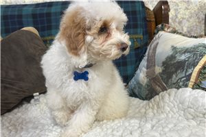 Bluie - Poodle, Miniature for sale