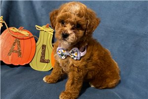 Lila - Miniature Poodle for sale