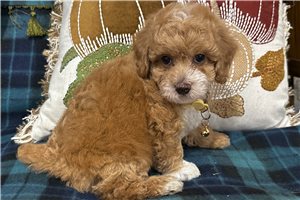 Anya - Miniature Poodle for sale