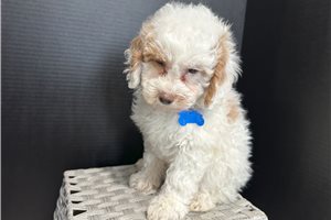Bluie - Miniature Poodle for sale