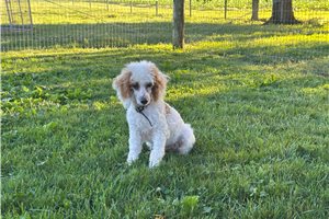 Logan - Poodle, Miniature for sale