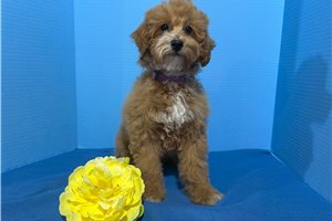 Grayson - Poodle, Miniature for sale