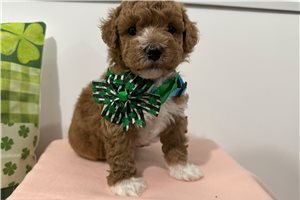 Larkin - puppy for sale