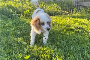 Bluie - puppy for sale