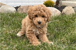 Grayson - Poodle, Miniature for sale