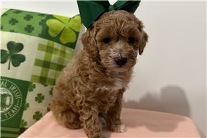 Lolly - puppy for sale