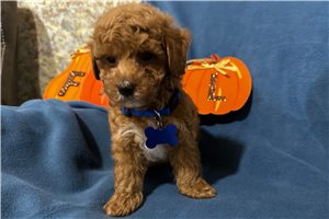 Scout - Miniature Poodle for sale